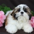 /album/she-like-pets/puppy1-jpg/