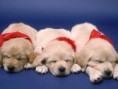 /album/she-like-pets/a1-jpg/
