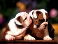 /album/she-like-pets/a2-jpg/