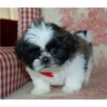 /album/she-like-pets/a3-jpg/