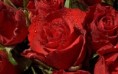 /album/she-like-flowers/roses-photo-wallpaper-02557-jpg/