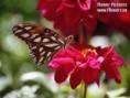 /album/she-like-flowers/butterfly022-jpg/