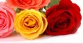 /album/she-like-flowers/header-new-1-jpg/